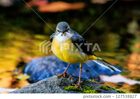 一隻美麗的鳥，灰色的鶺鴒，警惕性很高，喜歡在水邊，身上披著亮麗的檸檬黃。 127538827