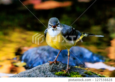 一隻美麗的鳥，灰色的鶺鴒，警惕性很高，喜歡在水邊，身上披著亮麗的檸檬黃。 127538828