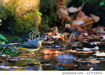 A beautiful bird, gray wagtail, who is vigilant, likes the waterside, and wears a bright lemon yellow. 127538831