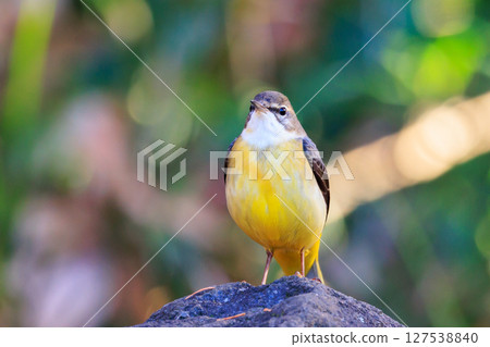 A beautiful bird, gray wagtail, who is vigilant, likes the waterside, and wears a bright lemon yellow. 127538840