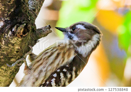 The smallest woodpecker in Japan The smallest woodpecker in Japan 127538848