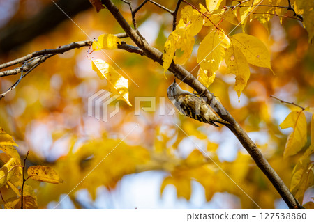 日本最小的啄木鳥 日本最小的啄木鳥 127538860