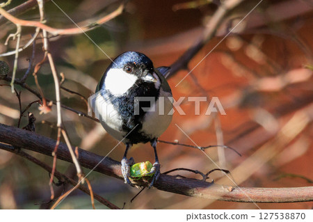 Familiar wild bird great tit with a cute chest tie 127538870