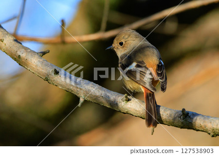 A female Daurian Redstart, a winter bird loved for its cute behavior and nicknamed Joviko. 127538903