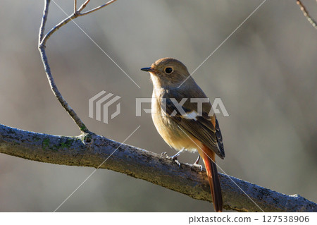 雌性達烏爾紅尾鴝是一種冬季鳥類,因其可愛的行為而受到人們的喜愛,綽號為喬維科。 雌性達烏爾紅尾鴝是一種冬季鳥類,因其可愛的行為而受到人們的喜愛,綽號為喬維科。 127538906