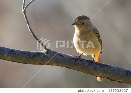 雌性達烏爾紅尾鴝是一種冬季鳥類,因其可愛的行為而受到人們的喜愛,綽號為喬維科。 雌性達烏爾紅尾鴝是一種冬季鳥類,因其可愛的行為而受到人們的喜愛,綽號為喬維科。 127538907