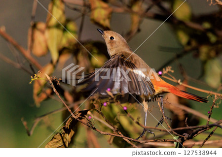 雌性達烏爾紅尾鴝是一種冬季鳥類，因其可愛的行為而受到人們的喜愛，綽號為喬維科。 127538944