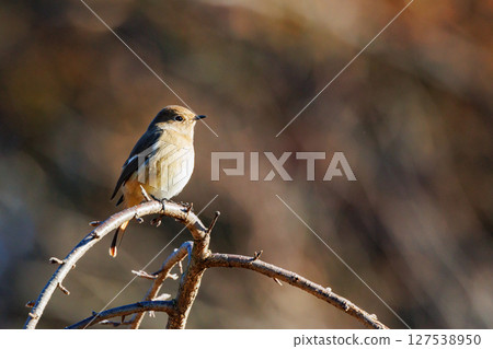 雌性達烏爾紅尾鴝是一種冬季鳥類,因其可愛的行為而受到人們的喜愛,綽號為喬維科。 雌性達烏爾紅尾鴝是一種冬季鳥類,因其可愛的行為而受到人們的喜愛,綽號為喬維科。 127538950