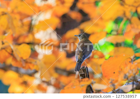 Pale thrush, a winter bird who likes to act alone and jumps to find food Pale thrush, a winter bird who likes to act alone and jumps to find food 127538957