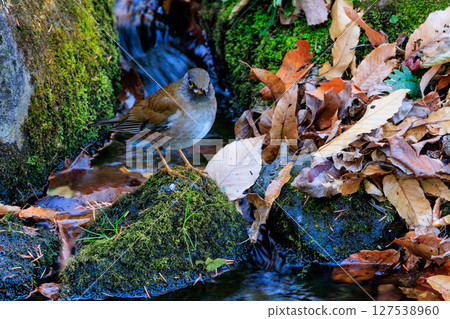 Pale thrush, a winter bird who likes to act alone and jumps to find food 127538960
