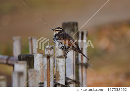 A winter bird named after the thrush because it can no longer be heard when it disappears on a migration in the summer. 127538962