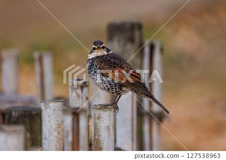 A winter bird named after the thrush because it can no longer be heard when it disappears on a migration in the summer. 127538963