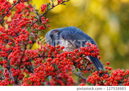 Bulbul，一種稀有鳥類，在日本很熟悉，但在國外卻很活潑而引人注目 127538983