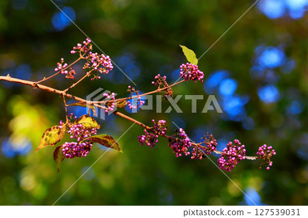 The overlapping purple fruits that ripen are called murasakishikimi (purple-layered fruits), and are commonly compared to Murasaki Shikibu (the Japanese barberry). 127539031