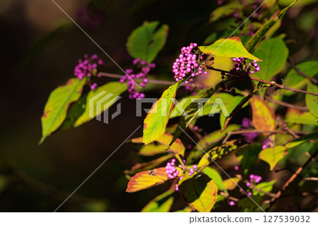 The overlapping purple fruits that ripen are called murasakishikimi (purple-layered fruits), and are commonly compared to Murasaki Shikibu (the Japanese barberry). 127539032