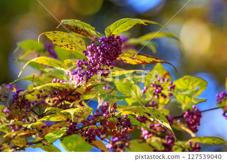 The overlapping purple fruits that ripen are called murasakishikimi (purple-layered fruits), and are commonly compared to Murasaki Shikibu (the Japanese barberry). The overlapping purple fruits that ripen are called murasakishikimi (purple-layered fruits), and are commonly compared to Murasaki Shikibu (the Japanese barberry). 127539040