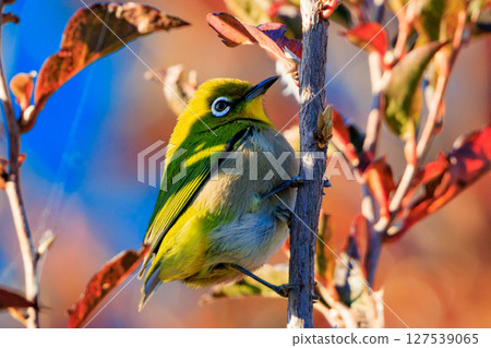 A white-eye bird with a beautiful green body and white glasses that can be mistaken for a warbler. 127539065