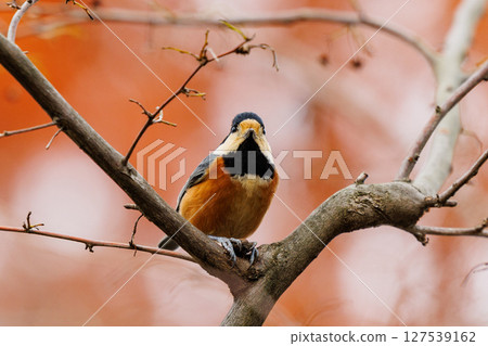 Varied tit, a dexterous bird that imitates singing and performs tricks Varied tit, a dexterous bird that imitates singing and performs tricks 127539162