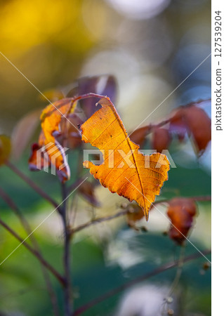 Autumn in the park colored like a brocade 127539204
