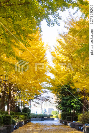 Autumn in the park colored like a brocade 127539205