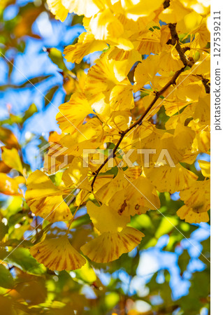 Autumn in the park colored like a brocade 127539211