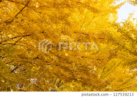 Autumn in the park colored like a brocade 127539213