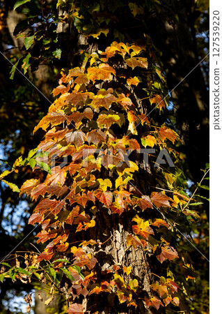 Autumn in the park colored like a brocade Autumn in the park colored like a brocade 127539220