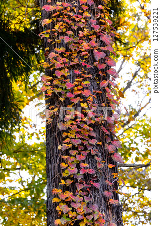 Autumn in the park colored like a brocade Autumn in the park colored like a brocade 127539221