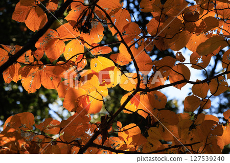 公園的秋色如織錦 公園的秋色如織錦 127539240