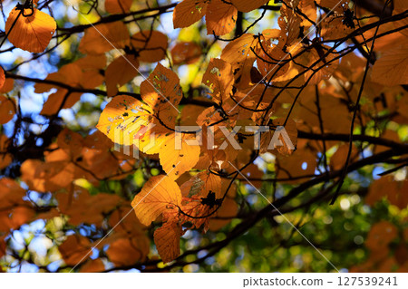 公園的秋色如織錦 公園的秋色如織錦 127539241