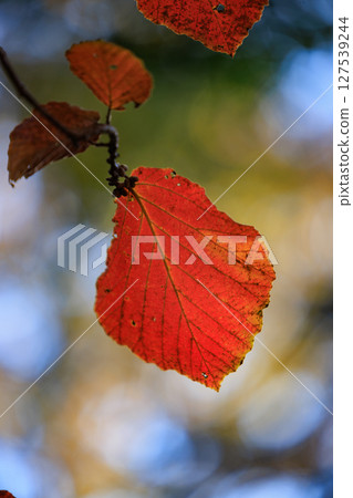 Autumn in the park colored like a brocade Autumn in the park colored like a brocade 127539244