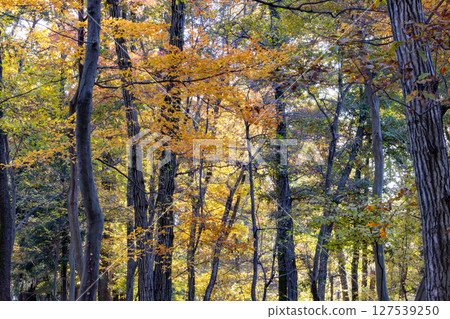 Autumn in the park colored like a brocade 127539250