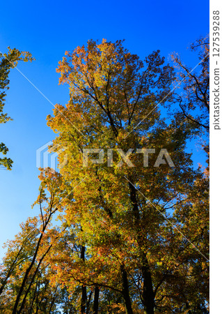 Autumn in the park colored like a brocade Autumn in the park colored like a brocade 127539288