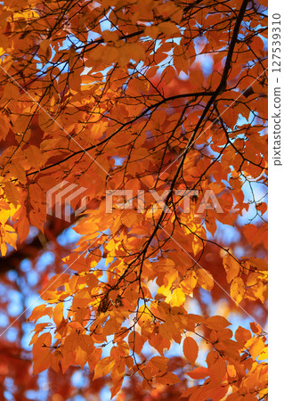 Autumn in the park colored like a brocade Autumn in the park colored like a brocade 127539310