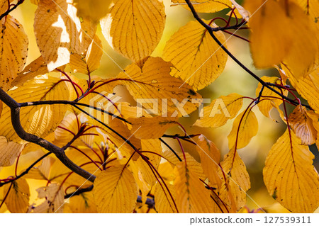 Autumn in the park colored like a brocade Autumn in the park colored like a brocade 127539311