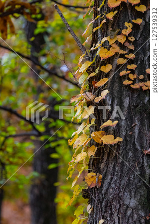 Autumn in the park colored like a brocade 127539312