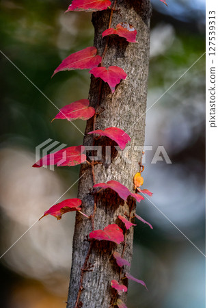 Autumn in the park colored like a brocade 127539313