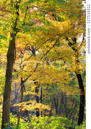 公園的秋色如織錦 公園的秋色如織錦 127539322
