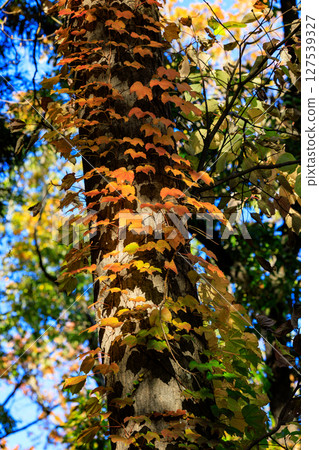 Autumn in the park colored like a brocade Autumn in the park colored like a brocade 127539327