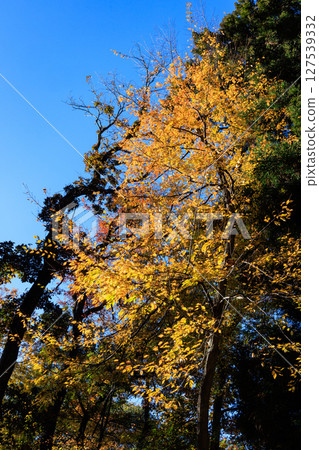 Autumn in the park colored like a brocade 127539332