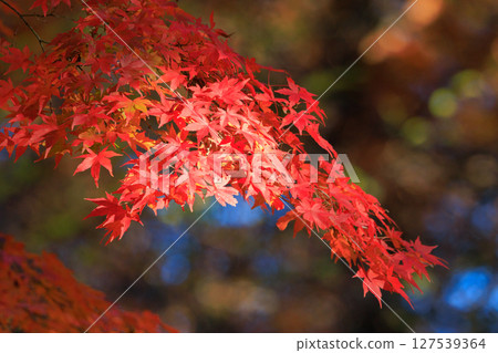 Autumn in the park colored like a brocade 127539364