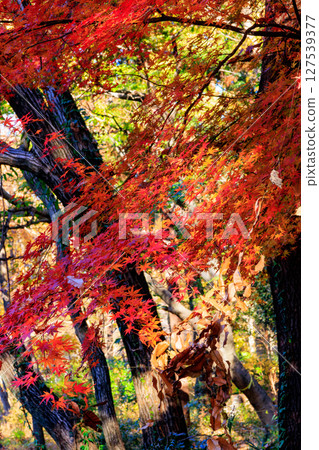 Autumn in the park colored like a brocade 127539377