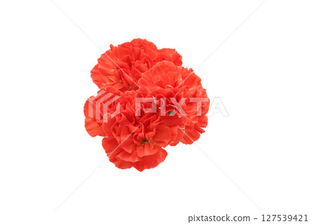 White flower carnation bouquet White flower carnation bouquet 127539421