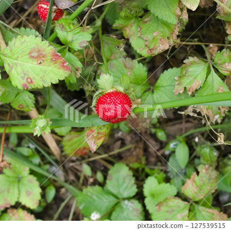 蛇草莓 蛇草莓 127539515