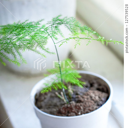 An indoor asparagus plant stands in a pot on a windowsill 127539528