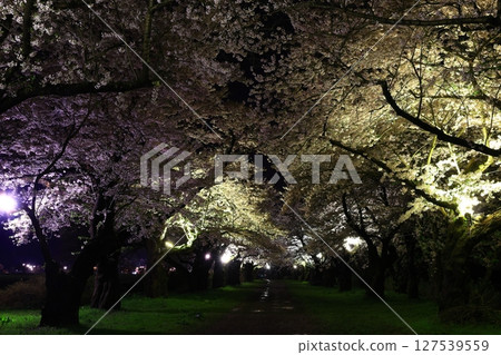 Walk the cherry tunnel 127539559