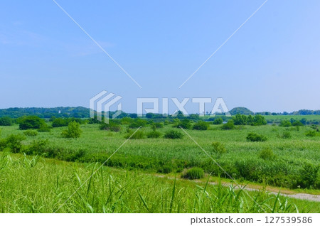 千葉縣我孫子市利根川自行車道 2025年6月 千葉縣我孫子市利根川自行車道 2025年6月 127539586