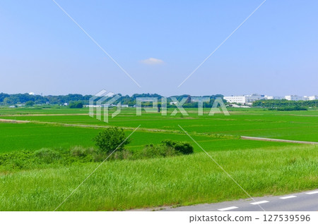 千葉縣我孫子市利根川自行車道 2025年6月 千葉縣我孫子市利根川自行車道 2025年6月 127539596