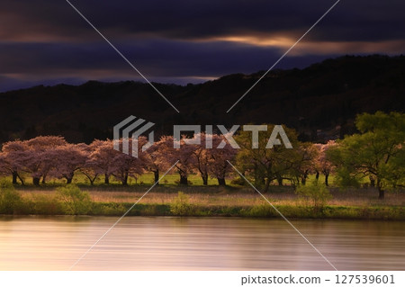 Cherry blossoms in full bloom shining in the blue sky 127539601