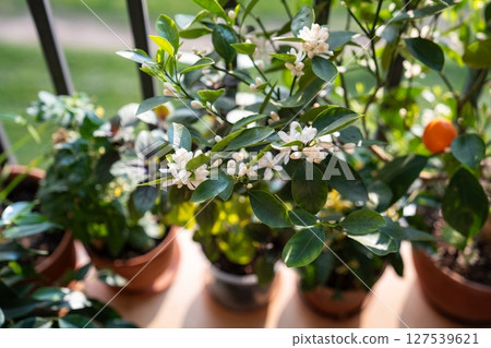 Blooming potted citrus calamondin tree with fragrant scented flowers on balcony at home. Blooming potted citrus calamondin tree with fragrant scented flowers on balcony at home. 127539621